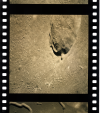 AS15-96-13012