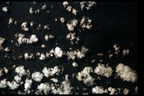 GT5-50603-036_G05-U